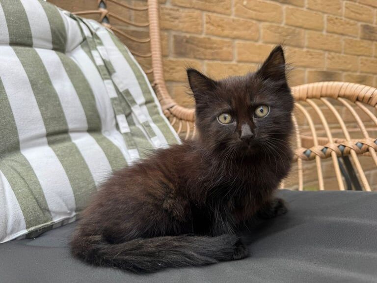 Russian Blue kittens for sale in Feltham, Greater London – 9 weeks old - Image 3 of 3