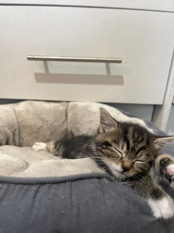 Russian Blue kittens for sale in Handsworth, West Midlands – 9 weeks old