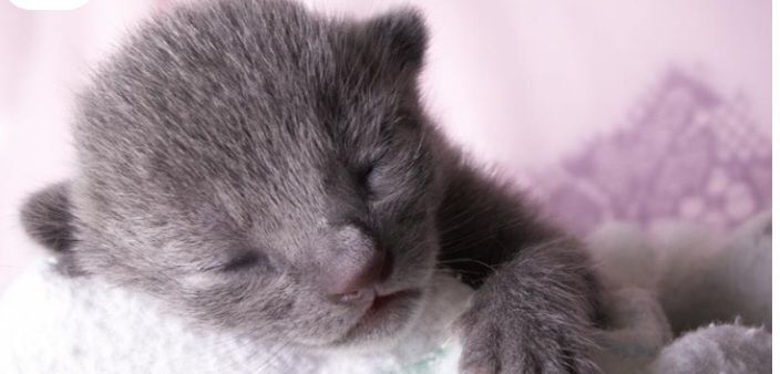 Russian Blue kittens for sale in Ayr, Ayrshire and Arran – 3 weeks old