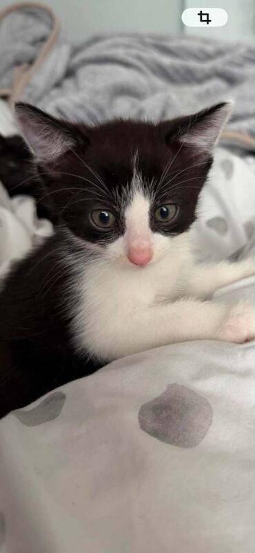 kittens 1 boy 3 girls
