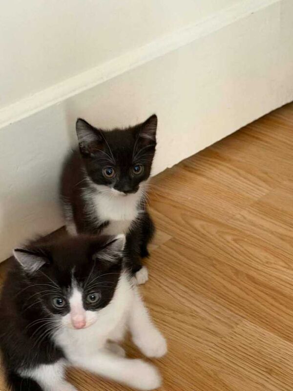 kittens 1 boy 3 girls - Image 3 of 4