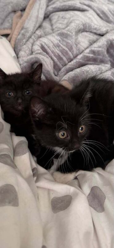 kittens 1 boy 3 girls - Image 4 of 4