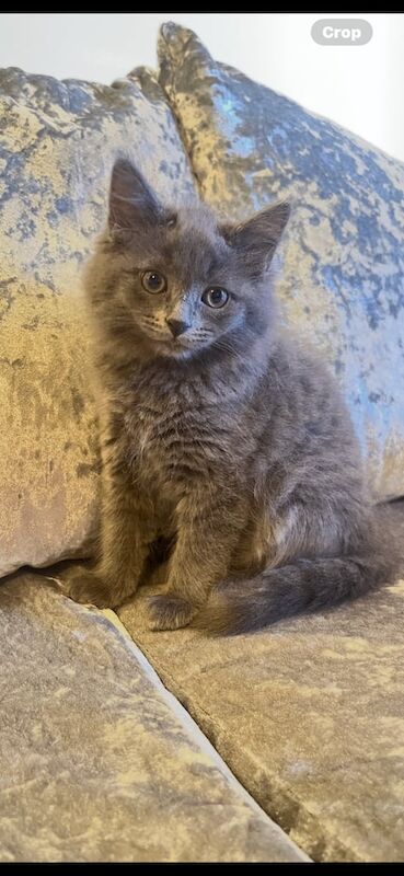 Russian Blue Kittens For Sale