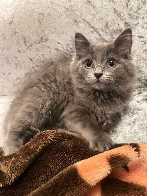 Kittens for sale in Duddingston, City of Edinburgh - Image 2