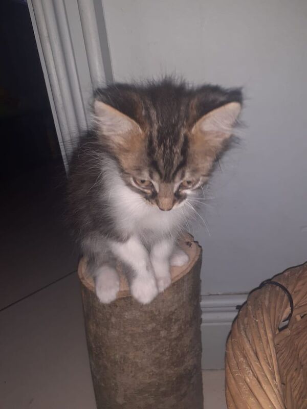 Russian Blue kittens for sale in Lisburn, County Down – 10 weeks old