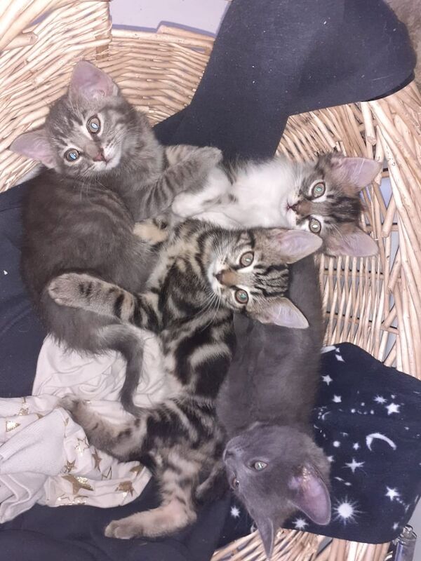 Russian Blue kittens for sale in Lisburn, County Down – 10 weeks old - Image 2 of 2
