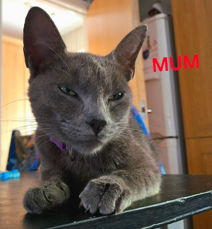 Russian Blue kittens for sale in Belfast, County Antrim – 9 weeks old