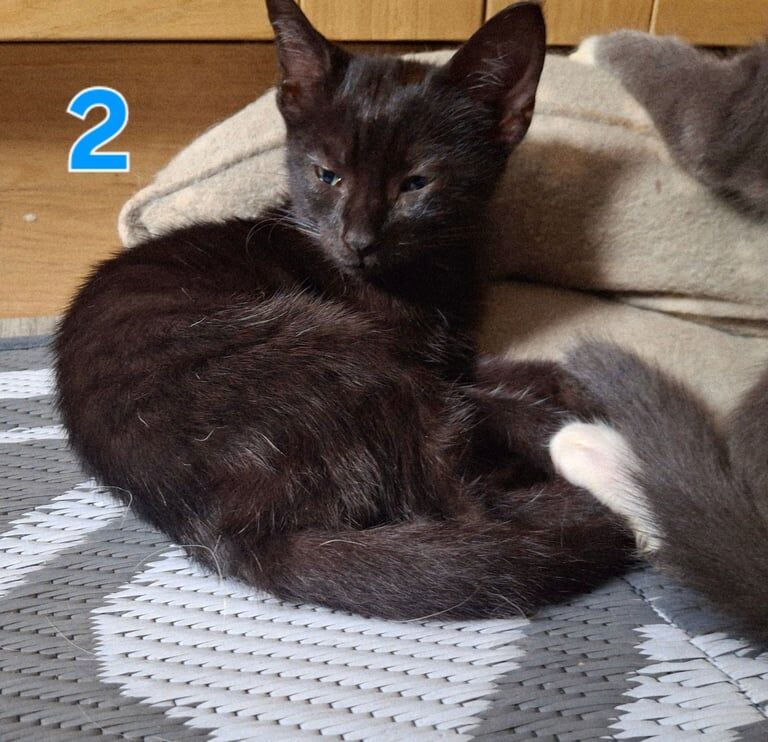 Russian Blue kittens for sale in Belfast, County Antrim – 9 weeks old - Image 2 of 3