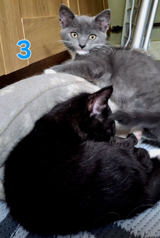 Russian Blue kittens for sale in Belfast, County Antrim – 9 weeks old - Image 3 of 3