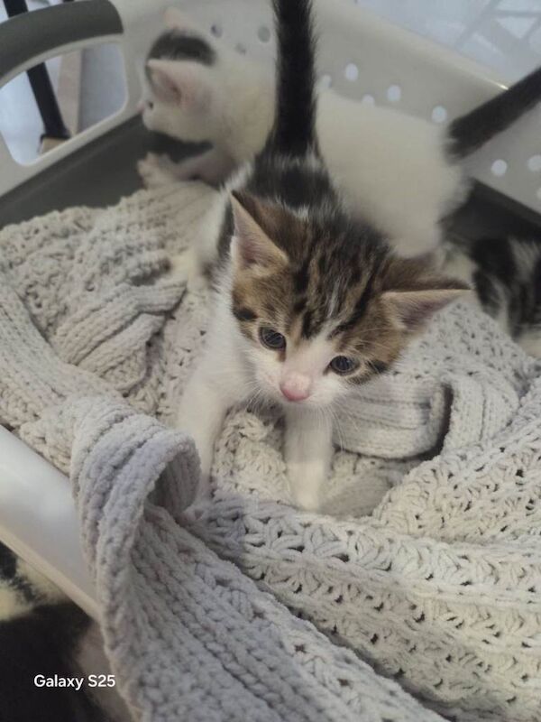 Russian Blue Kittens For Sale Under £300