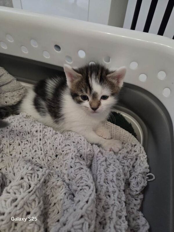 Russian Blue kittens for sale in Birkenhead, Merseyside – 9 weeks old - Image 2 of 4
