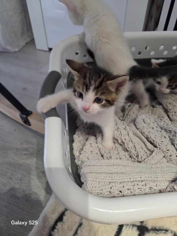 Russian Blue kittens for sale in Birkenhead, Merseyside – 9 weeks old - Image 3 of 4
