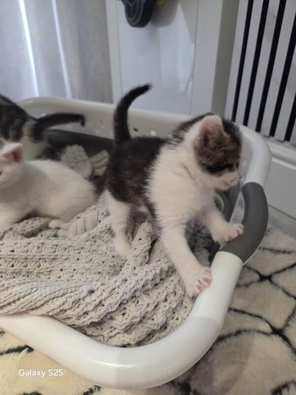 Russian Blue kittens for sale in Birkenhead, Merseyside – 9 weeks old - Image 4 of 4