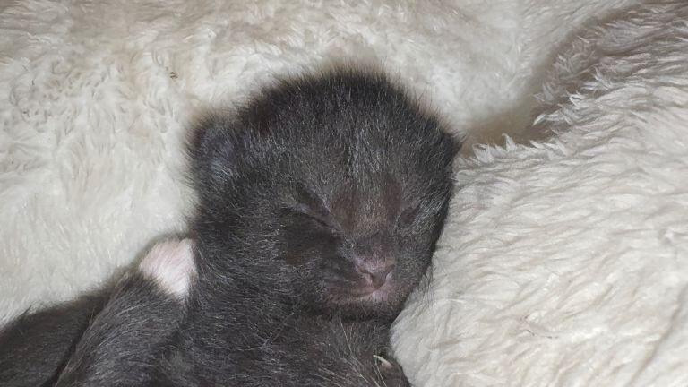 Kittens - Image 2 of 3