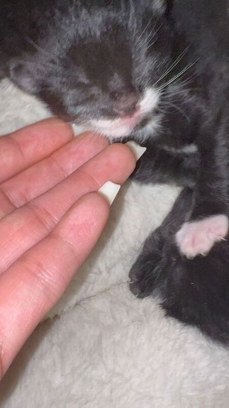 Kittens - Image 3 of 3