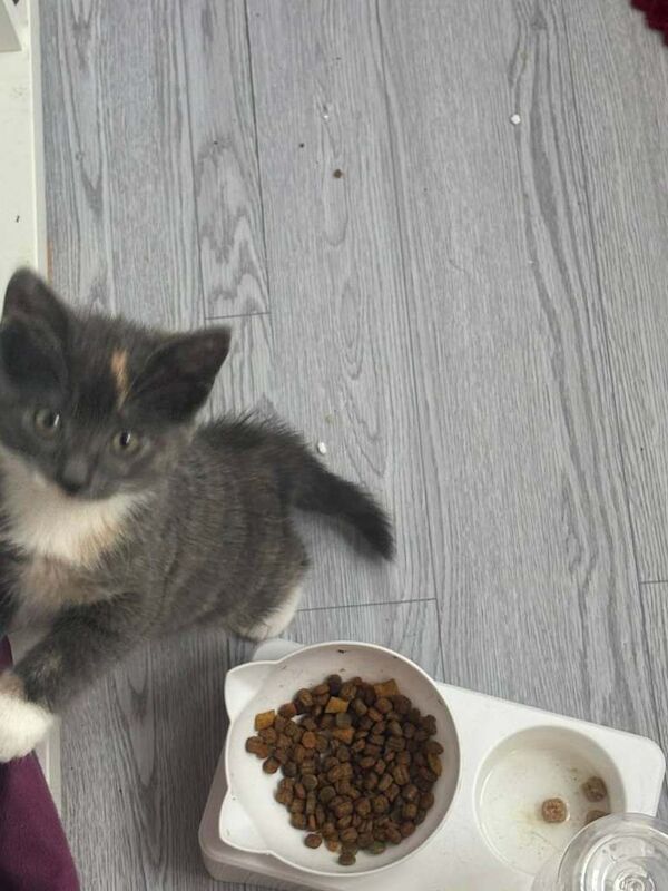 Russian Blue kittens for sale in East End, East Riding of Yorkshire – 9 weeks old