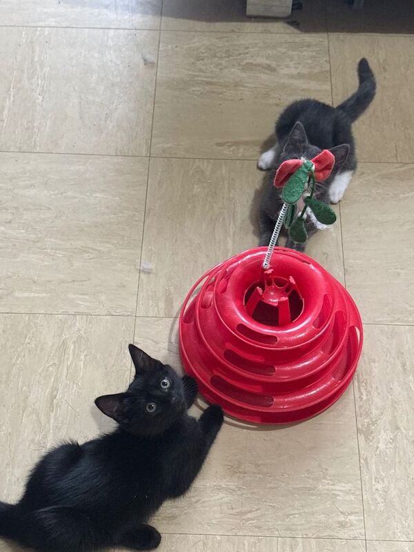 Kittens for Sale - Image 2 of 4
