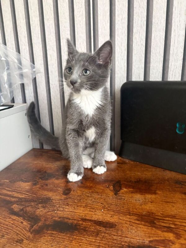Kittens for Sale - Image 3 of 4
