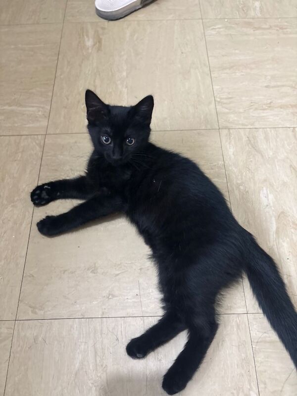 Kittens for Sale - Image 4 of 4