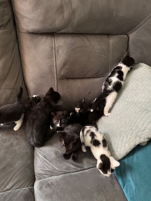 Russian Blue kittens for sale in Gillingham, Kent – 6 weeks old