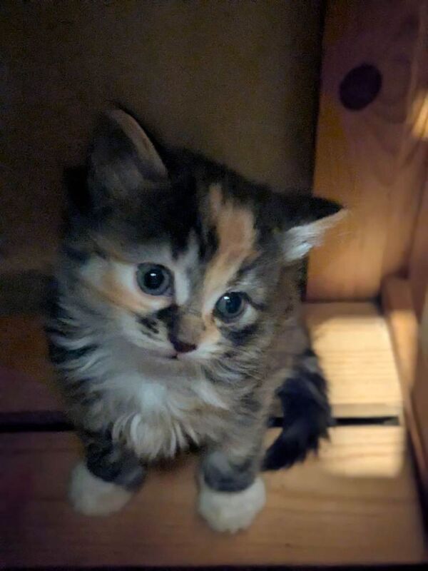 Kittens male and female blue Russian ragdoll for sale - Image 2 of 6