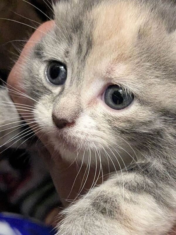 Kittens male and female blue Russian ragdoll for sale - Image 5 of 6