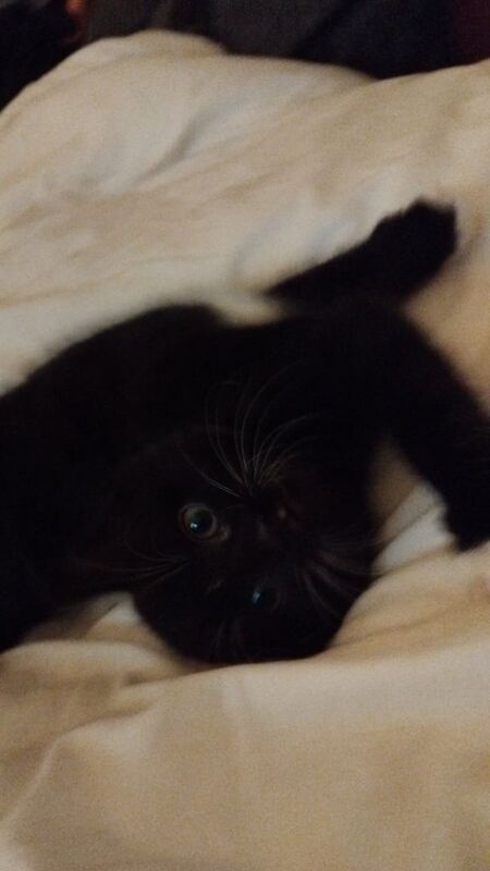 Kittens ready to leave. Females for sale in Sale, Greater Manchester