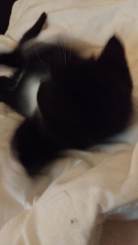 Kittens ready to leave. Females for sale in Sale, Greater Manchester | Image 2