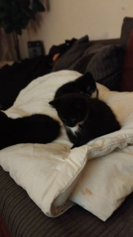 Kittens ready to leave. Females for sale in Sale, Greater Manchester | Image 3