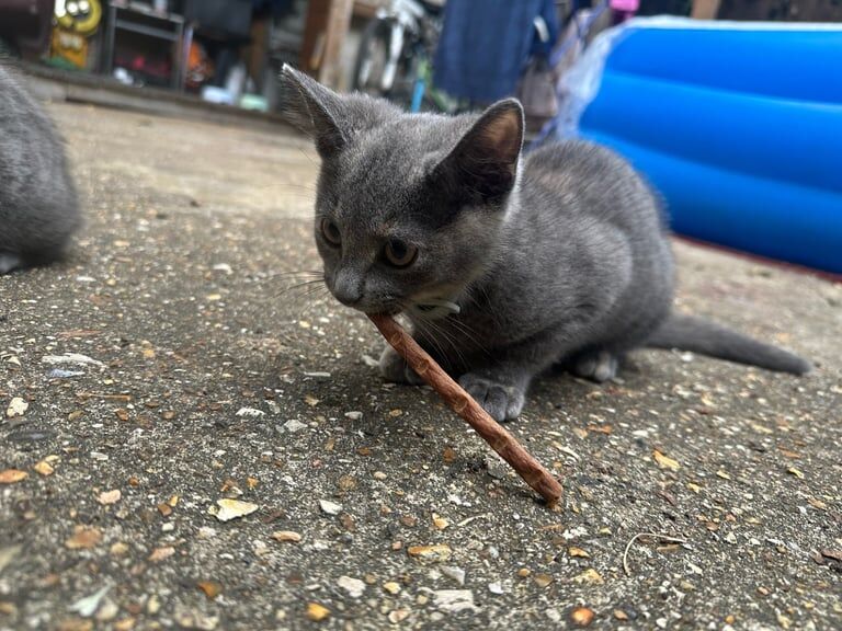 Russian Blue kittens for sale in Stratford, Greater London – 10 weeks old