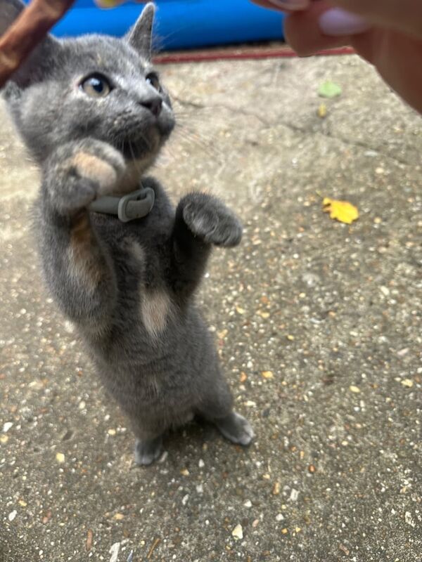 Russian Blue kittens for sale in Stratford, Greater London – 10 weeks old - Image 2 of 3