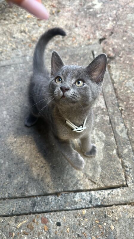 Russian Blue kittens for sale in Stratford, Greater London – 10 weeks old - Image 3 of 3