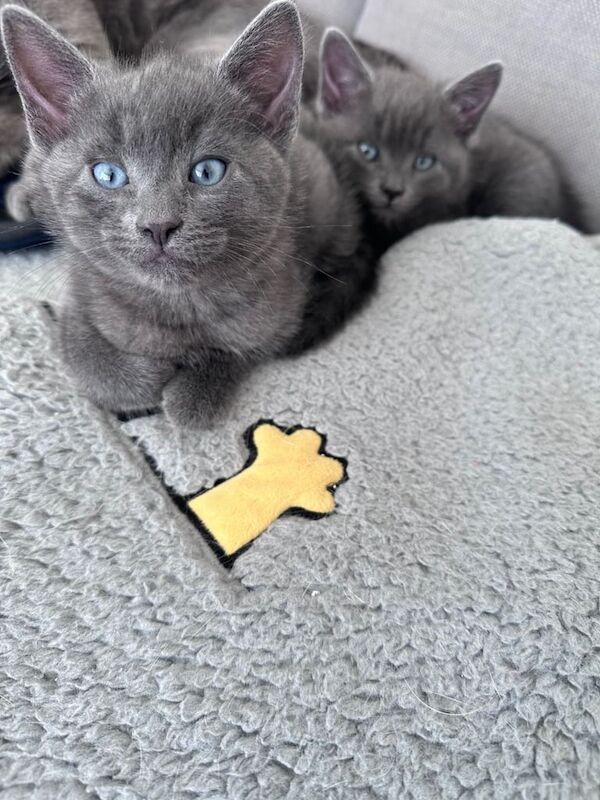 Russian Blue kittens for sale in Kingston Hill, Greater London – 8 weeks old