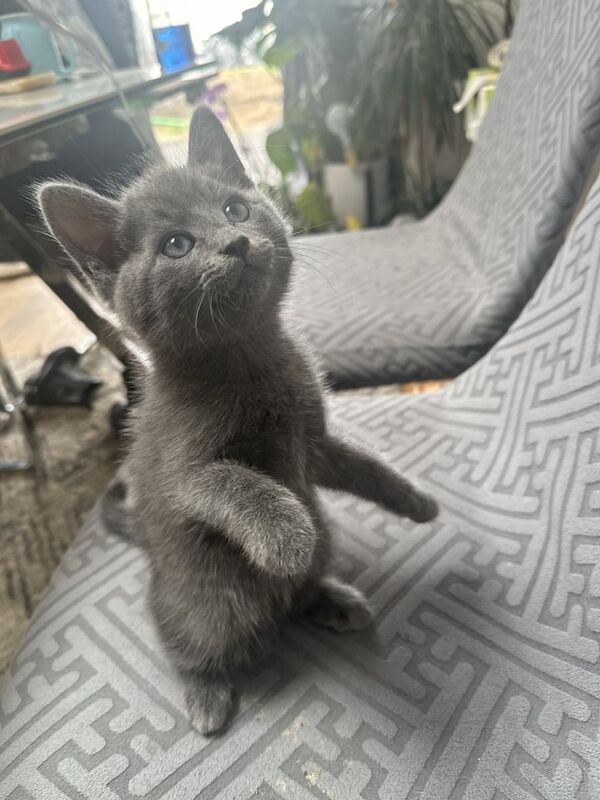 Russian Blue kittens for sale in Kingston Hill, Greater London – 8 weeks old - Image 2 of 3