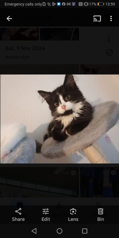 Russian Blue kittens for sale in Falkirk, Stirling and Falkirk – 1 year old