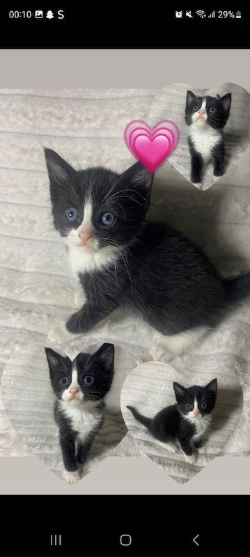 Russian Blue kittens for sale in Swansea / Abertawe, West Glamorgan – 3 months old - Image 2 of 4
