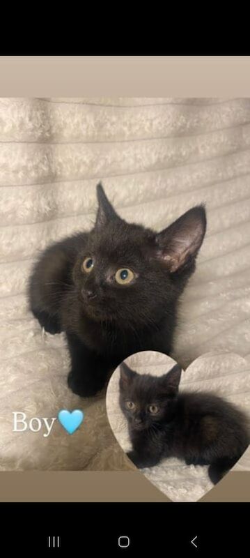Russian Blue kittens for sale in Swansea / Abertawe, West Glamorgan – 3 months old - Image 3 of 4