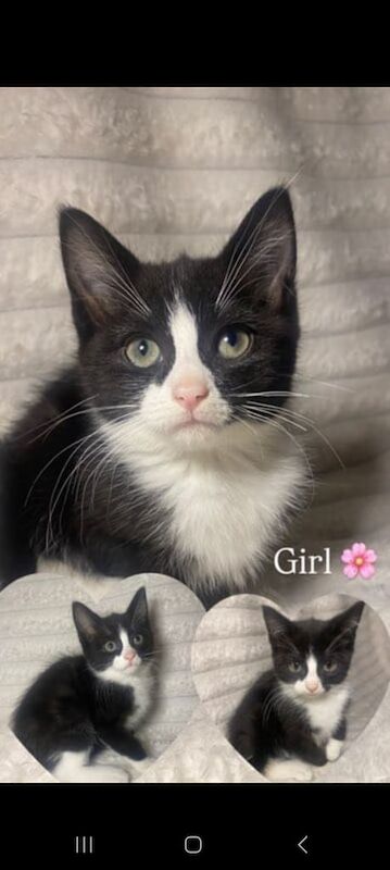 Russian Blue kittens for sale in Swansea / Abertawe, West Glamorgan – 3 months old - Image 4 of 4