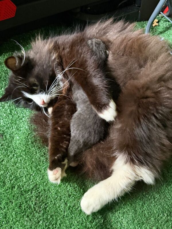 Mix Russia blue dad cat with ragdoll mom - Image 2 of 3