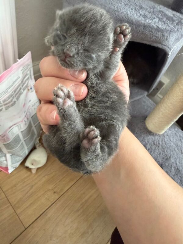 Mix Russia blue dad cat with ragdoll mom - Image 3 of 3