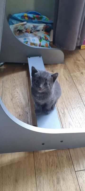 Russian Blue kittens for sale in Hemel Hempstead, Hertfordshire – 8 weeks old