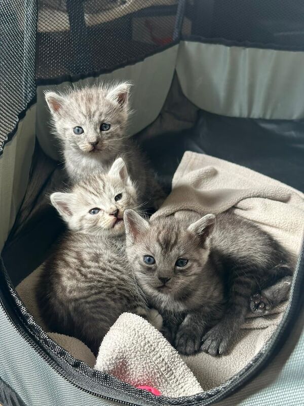 Russian Blue kittens for sale in Great Dunmow, Essex – 10 weeks old