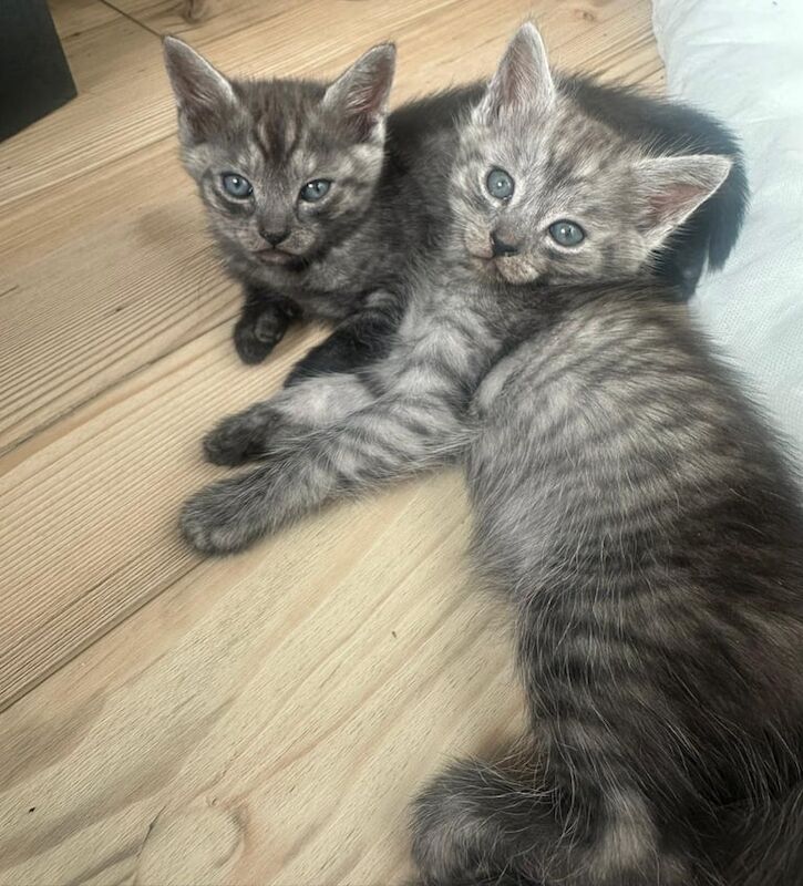 Russian Blue kittens for sale in Great Dunmow, Essex – 10 weeks old - Image 2 of 3
