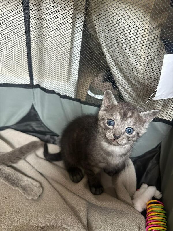 Russian Blue kittens for sale in Great Dunmow, Essex – 10 weeks old - Image 3 of 3