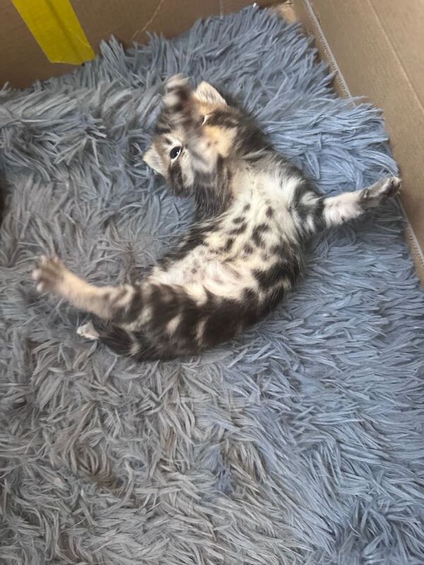 Mixed Russian Blue & Tabby