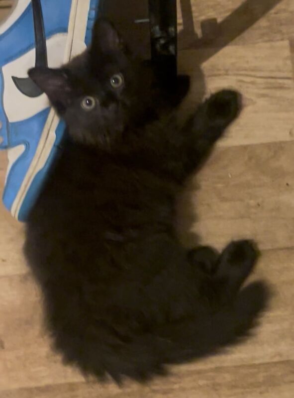 Russian Blue kittens for sale in Drayton, Norfolk – 9 weeks old