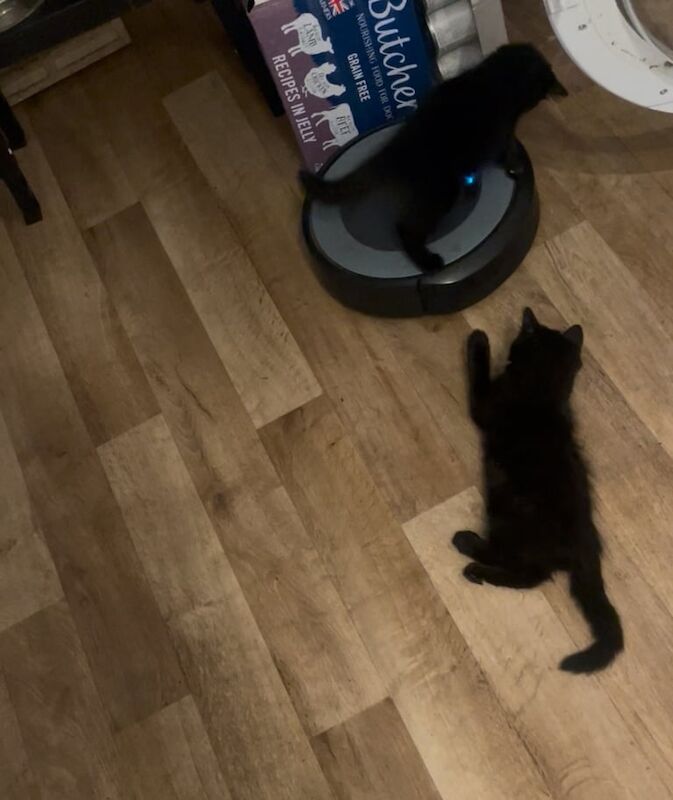 Russian Blue kittens for sale in Drayton, Norfolk – 9 weeks old - Image 2 of 3