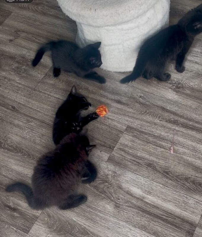 Russian Blue kittens for sale in Drayton, Norfolk – 9 weeks old - Image 3 of 3