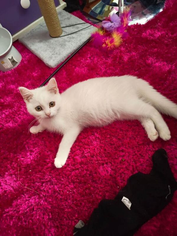 Russian Blue Kittens For Sale