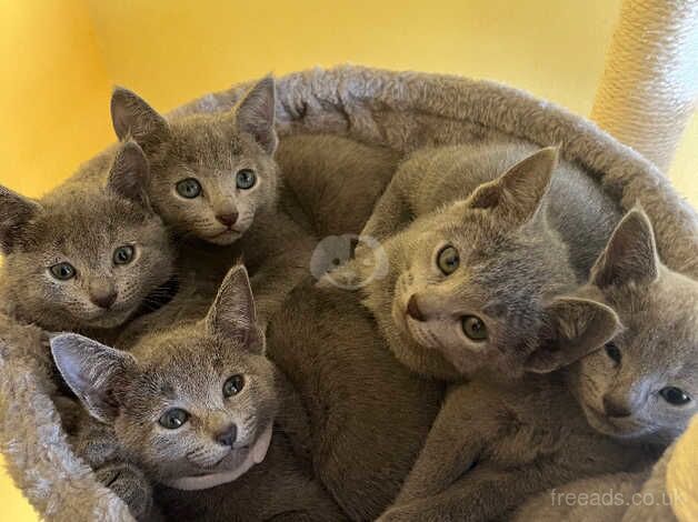 Russian Blue kittens for sale in Grantham, Lincolnshire – 1 year old - Image 1 of 5